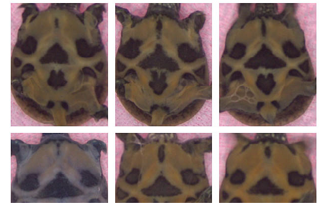 Soft-shelled turtle Individual Identification System
